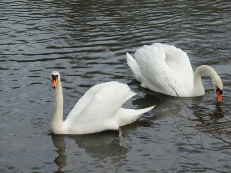 Brüggen : An den Schwalmauen, Schwäne